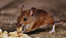 24 Hour & Emergency Exterminators in Miamisburg, OH